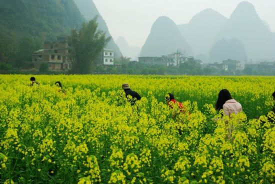 广西阳朔油菜花