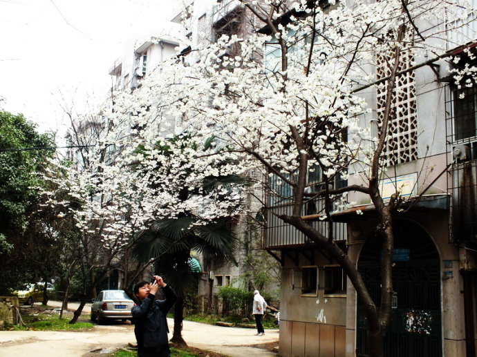 武汉大学樱花
