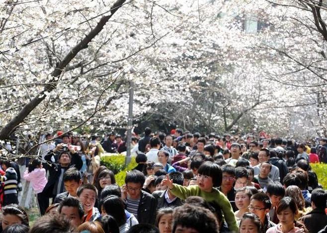 2016武汉大学樱花