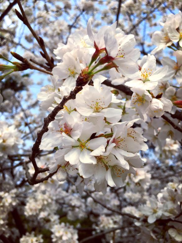 2016武大樱花开放时间