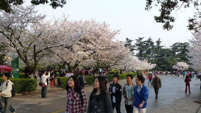 武汉大学樱花什么时候开