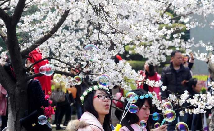 武汉大学樱花