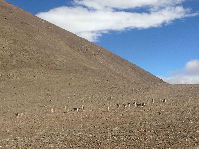 不知道什么动物