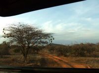 走近肯尼亚野生动物——桑布鲁（完）
