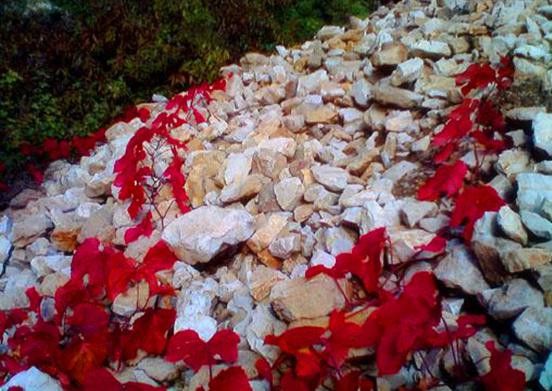 红叶散地.jpg