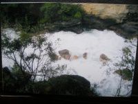 川西藏乡党岭(一)盆景河与脱皮树