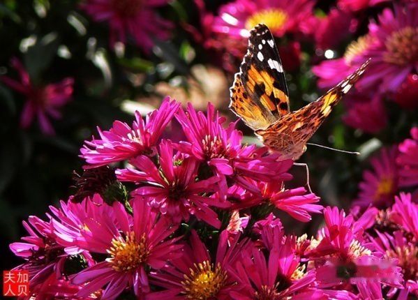 查看照片详细信息 天下民宿