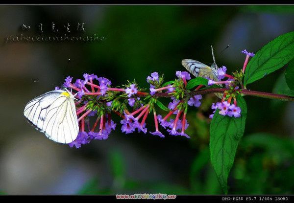 查看照片详细信息 天下民宿