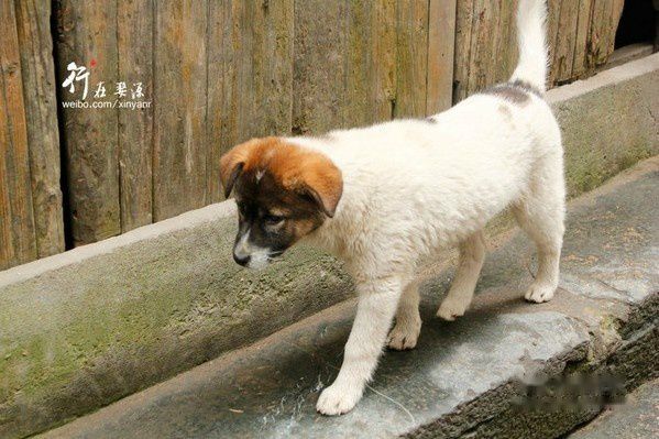 婺源景点图片 婺源景点图片