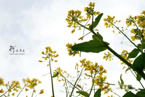 婺源自助游图片 婺源自助游图片