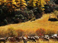 稻城、得荣、德钦、中甸、丽江10日线路