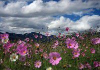 丽江，虎跳峡，香格里拉6天5晚自由行