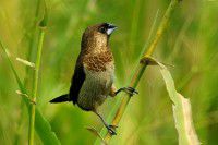 上海自助餐攻略2006版