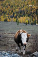 贾登峪－禾木－喀那斯徒步攻略（修改版）