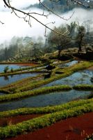 06年五一庐山、婺源、武汉七日攻略（武汉篇）