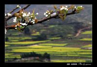 超山赏梅一日记