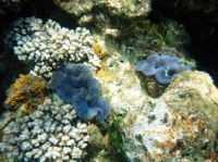 京那巴鲁山将增添新景点