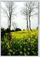 2006五一黔南6日游