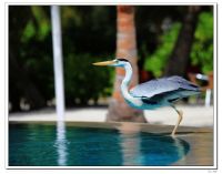 马尔代夫简明游记