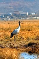 天上没有九洞天