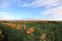 一城一象----------------------------行呼市