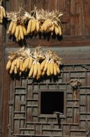 凤凰之旅游----放飞心情