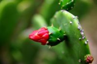 走马观花海南行