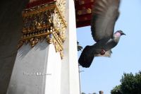 春节泰国游 象岛SEA VIEW酒店