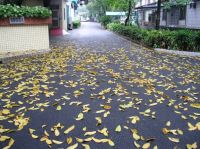 品味“郁金香”