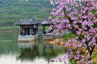 麻涌蕉林香飘四季