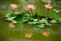 越南柬埔寨- 回到南宁