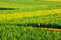 云南曲靖罗平攻略【3日自助游】