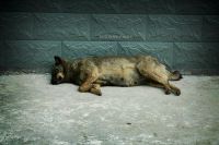 徽杭古道路上的翠竹山庄