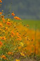 婺源三月春正浓!!