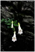 张家界游记攻略