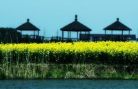 美丽的春天--莫干山之游