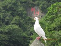 西安--武当山 自驾