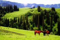 走马观花游新疆（五）