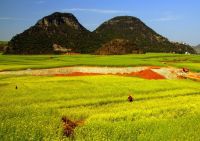 春节罗平、元阳、东川自助游