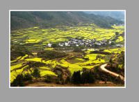 婺源油菜花的季节