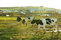 呼伦贝尔大草原亲子自助游