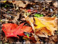 五年之内，或许有这么一天?