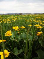 奔跑在呼伦贝尔草原上。。。