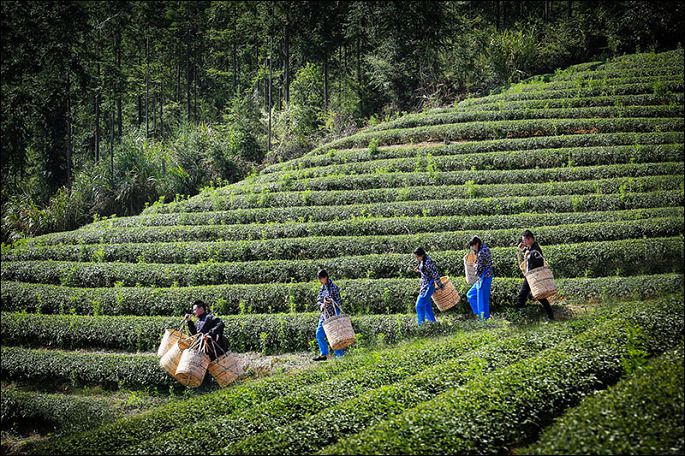 采茶季节.jpg