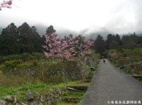 发现台湾之美(七):  走进妖怪村，走进柳杉森林