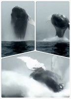 最棒的海岛之行，我竟然看到鲸鱼了！