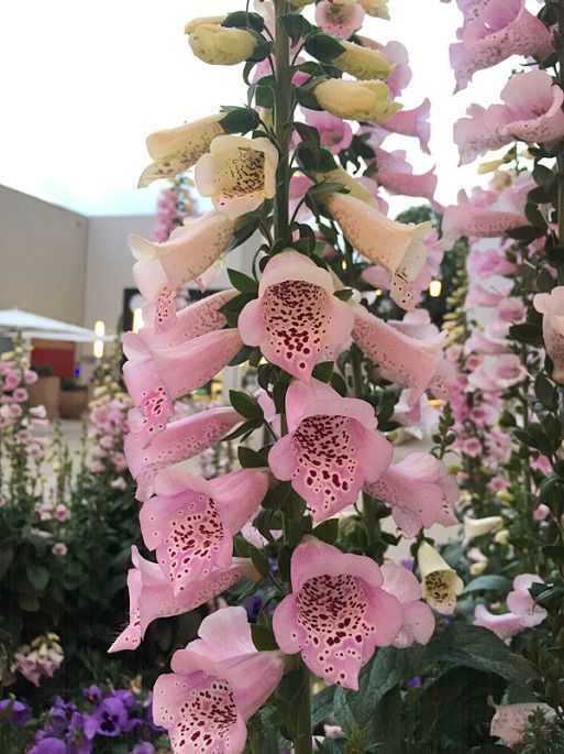 2017-04-07 193535.jpg