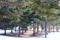 花花世界，天降清白