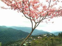 为台湾南投县清境农场咏诗一首