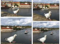 世界遗产  查理大桥